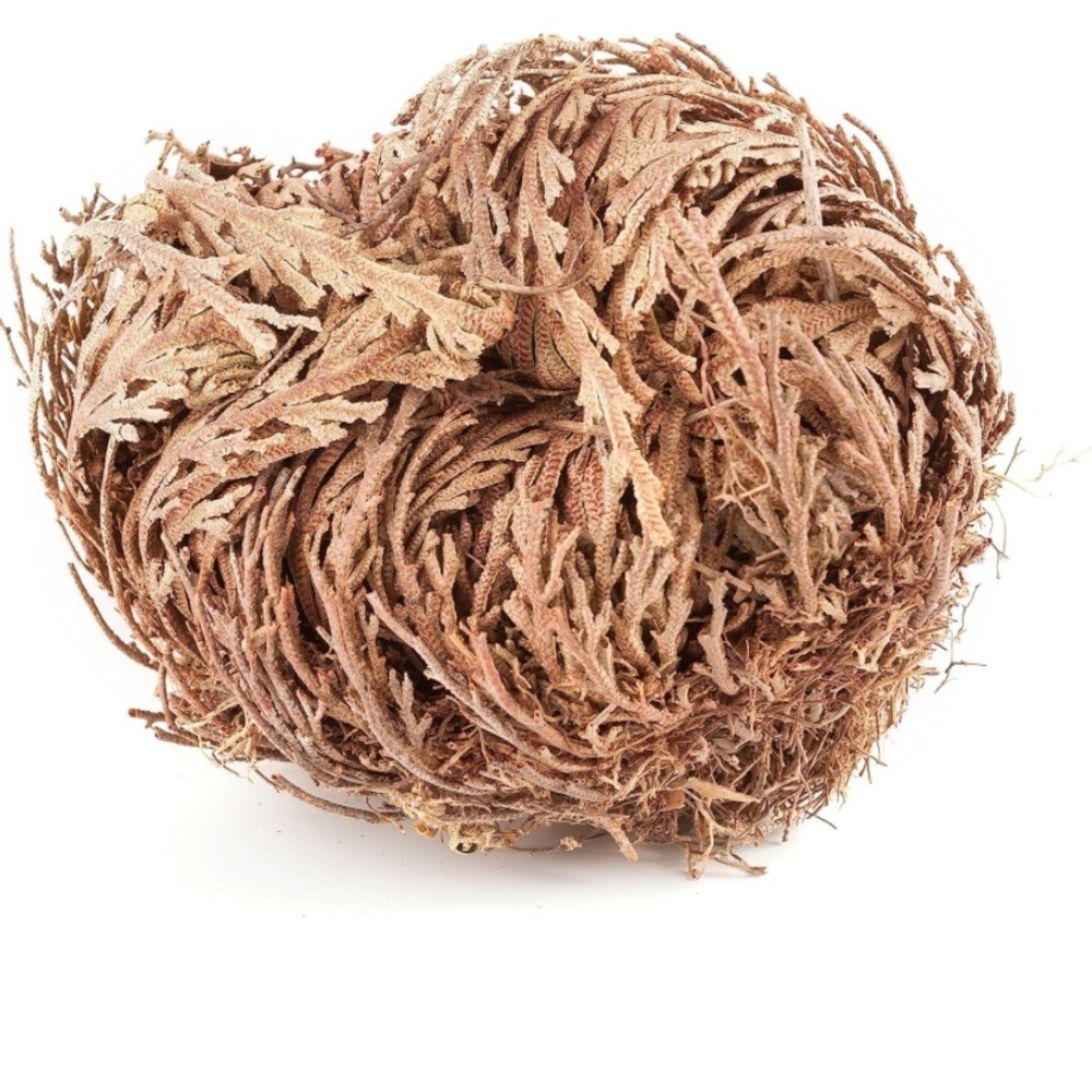Rose of Jericho,  One Plant , Spiritual Cleansing, Luck, and Prosperity